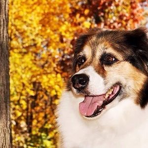 Meet your Posher, Thomas